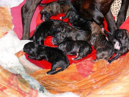 Les chiots jour 1