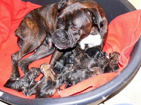 Chiot  jour 1 suite