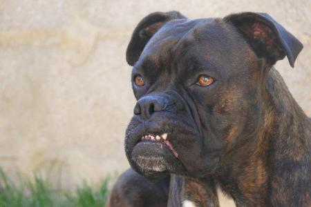 Image De Chien Feroce Image De