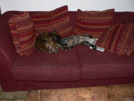 Calin (OURS)
