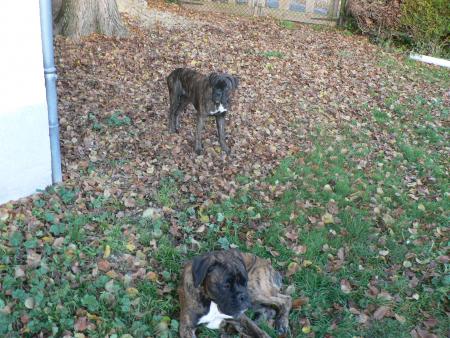 Canaille et Calin (Ours)